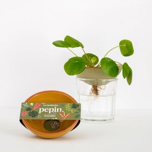 Pepin Pepin | Kiemschaaltje