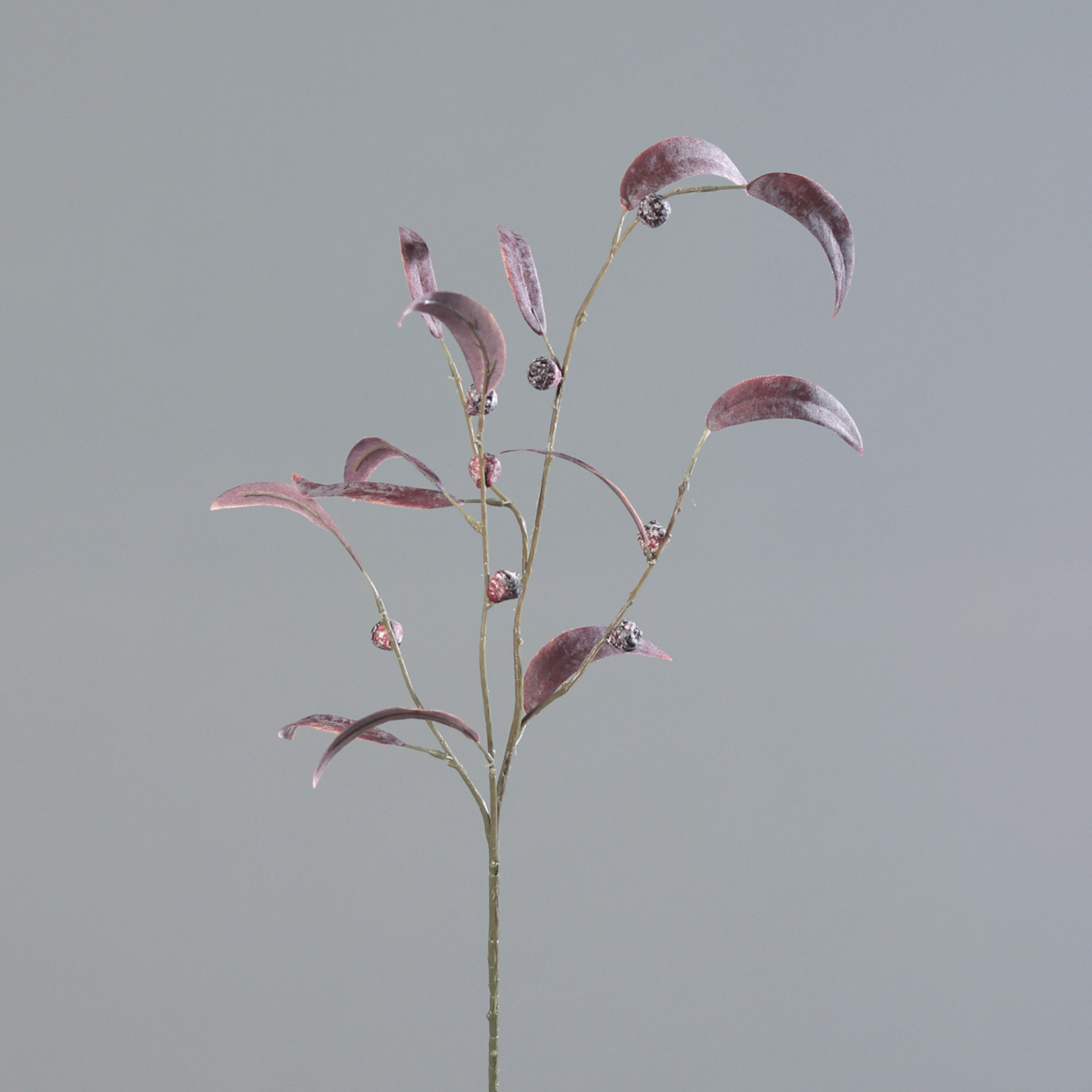 Eukalyptus Zweig rot mit Beeren