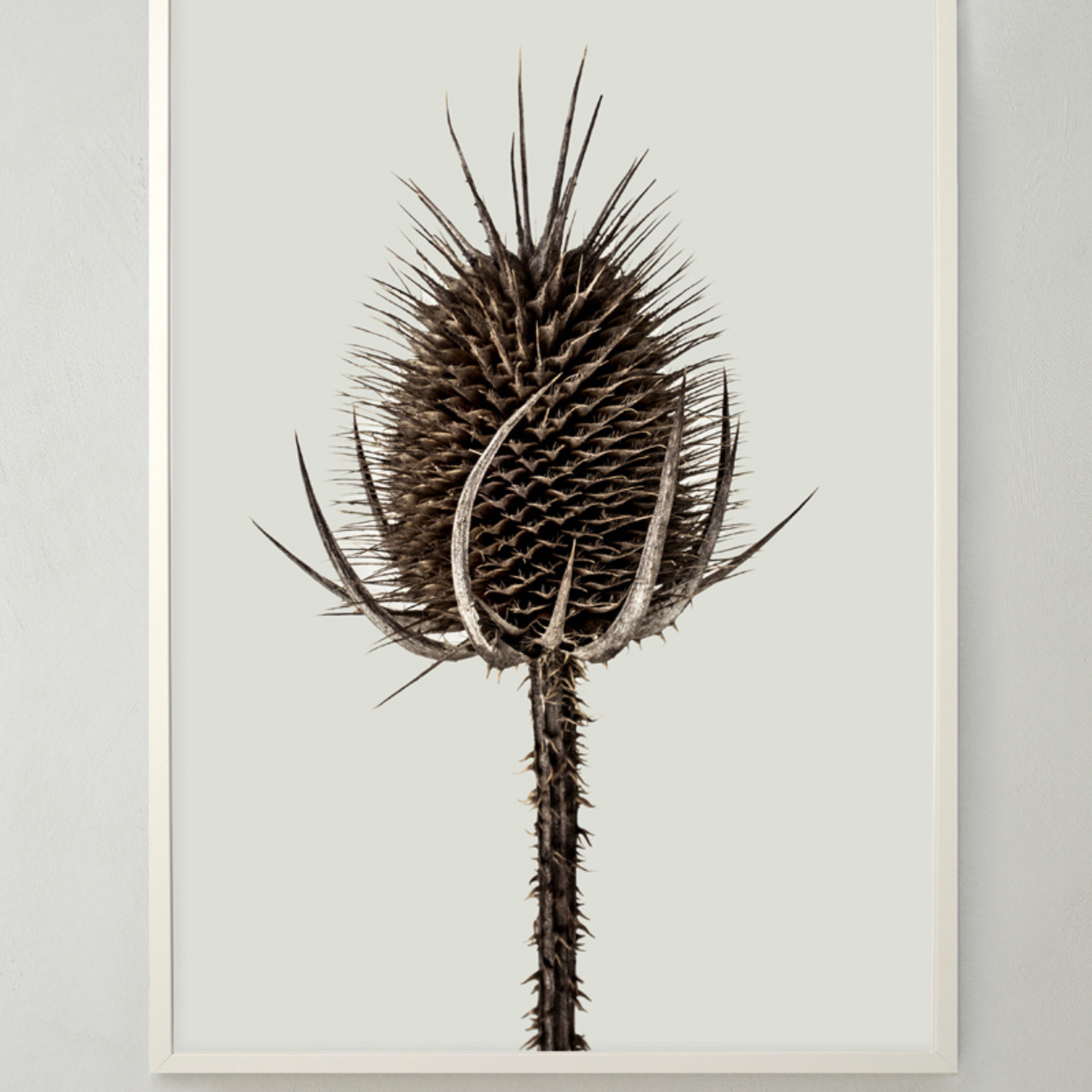 Storefactory  Poster Dipsacus