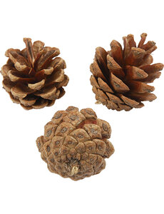 Creativ Company Dennenappels