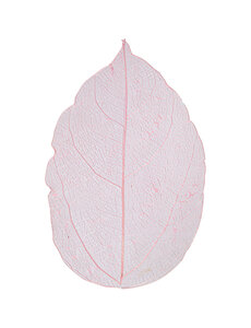  Skeleton leaves