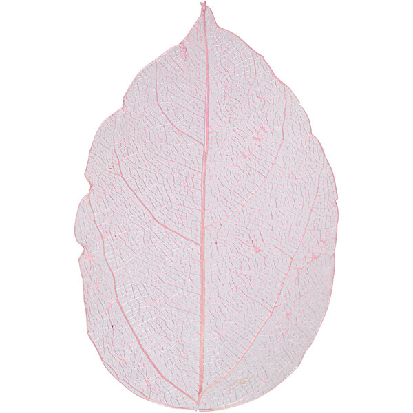 Skeleton leaves , L: 6-8 cm, lichtrood, 20 stuk/ 1 doos