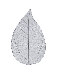 Creativ Company Skeleton leaves