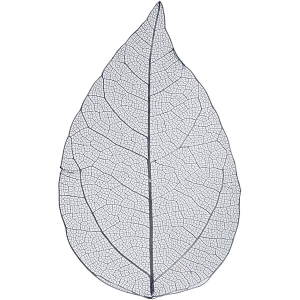 Creativ Company Skeleton leaves , L: 6-8 cm, blauw, 20 stuk/ 1 doos