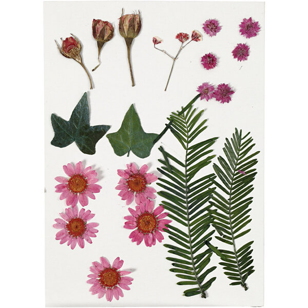 Creativ Company Gedroogde bloemen en bladeren, lichtrood, 1 doos