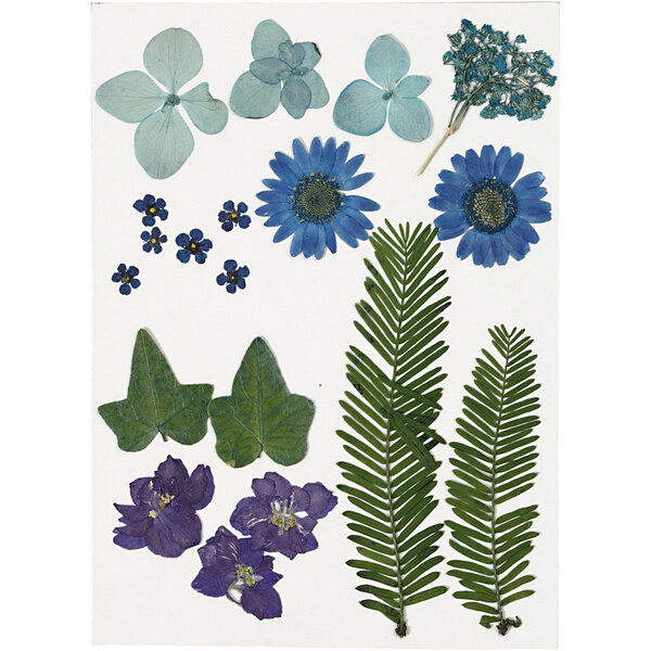 Creativ Company Gedroogde bloemen en bladeren, blauw, 1 doos