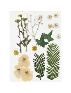 Creativ Company Gedroogde bloemen en bladeren