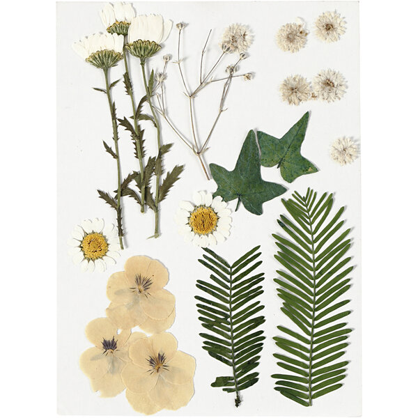 Creativ Company Gedroogde bloemen en bladeren, off-white, 1 doos