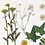 Creativ Company Gedroogde bloemen en bladeren, off-white, 1 doos
