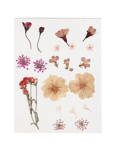 Creativ Company Gedroogde bloemen en bladeren
