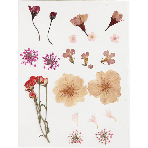 Creativ Company Gedroogde bloemen en bladeren, lichtroze, 1 doos