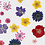 Creativ Company Gedroogde bloemen en bladeren, diverse kleuren, 1 doos