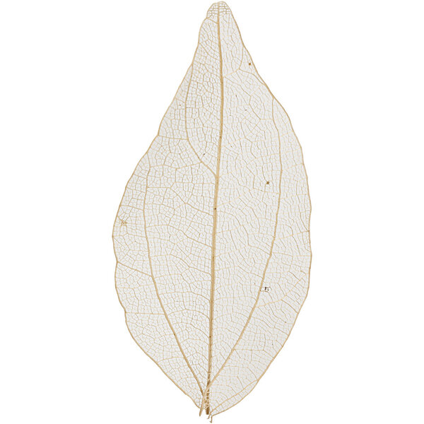 Creativ Company Skeleton leaves , L: 4,5-8 cm, naturel, 20 stuk/ 1 doos