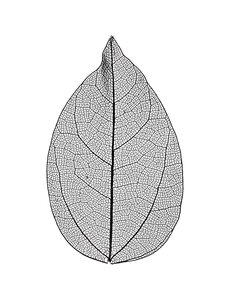 Creativ Company Skeleton leaves