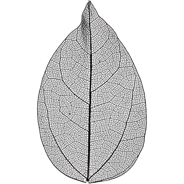 Creativ Company Skeleton leaves , L: 6-8 cm, zwart, 20 stuk/ 1 doos