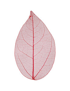 Creativ Company Skeleton leaves
