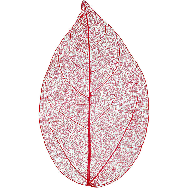 Creativ Company Skeleton leaves , L: 6-8 cm, rood, 20 stuk/ 1 doos