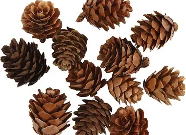 Dennenappels en natuurlijke decoratie