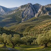 Rincón de la Subbética: de beste olijfolie ter wereld komt uit een verborgen hoek van Andalusië