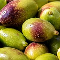 Picual, de Spaanse olijf voor krachtige olijfolie 