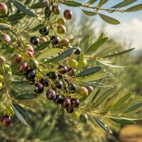 Arbequina, de Spaanse olijf voor zachte en fruitige olijfolie