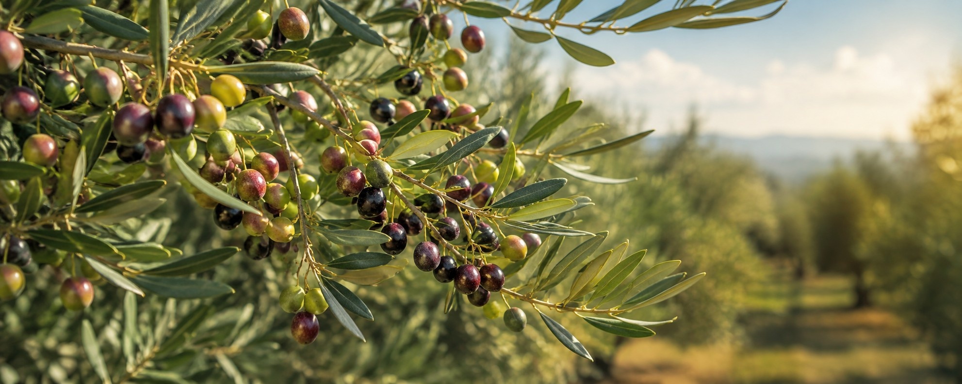 Arbequina olijf