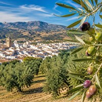Hojiblanca – De veelzijdige Spaanse olijf met een elegant karakter