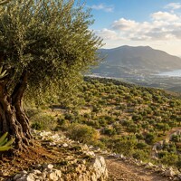 Terroir en olijfolie – Bestaat er echt zoiets als terroir?
