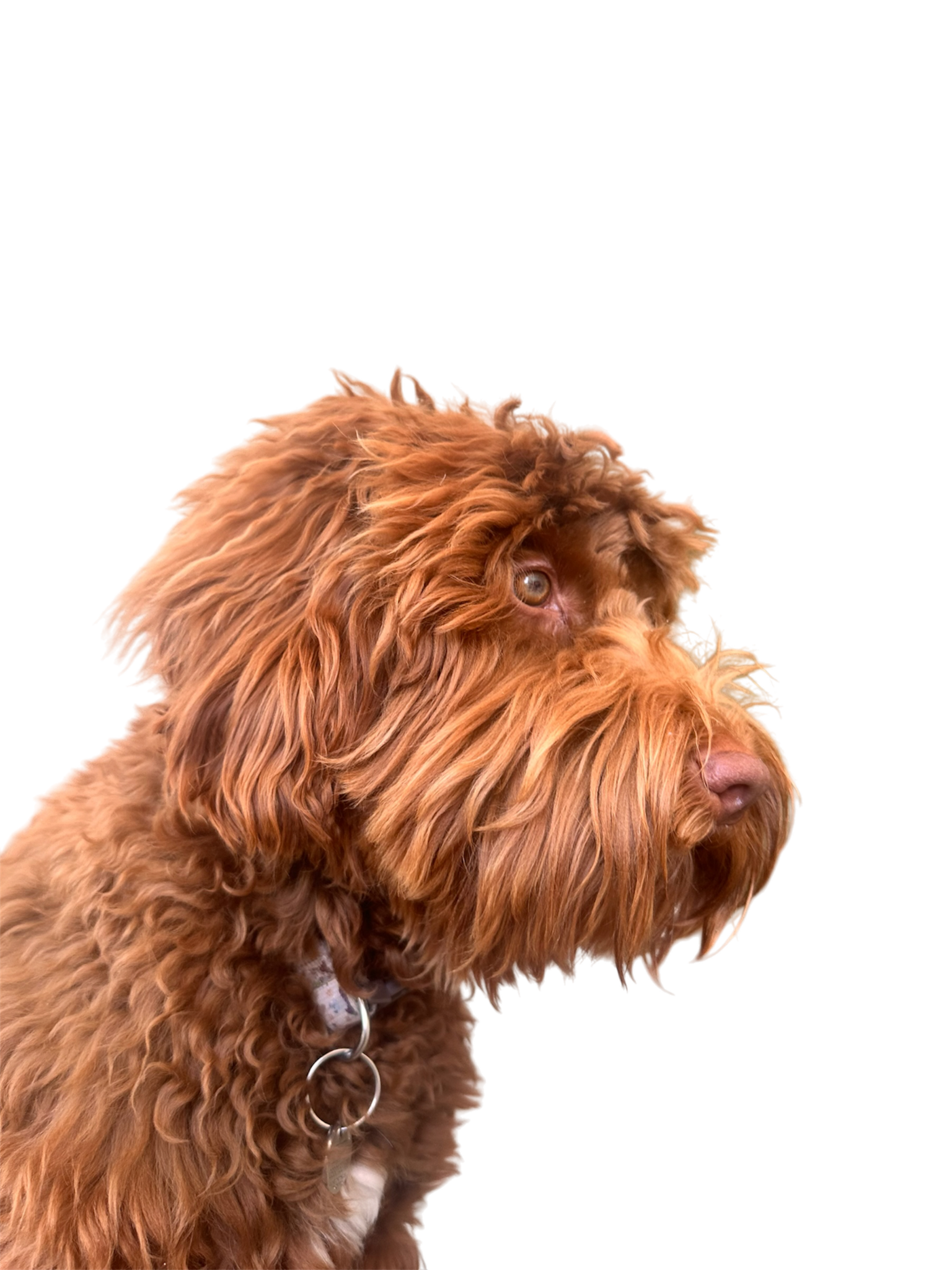 Bobby, kantoorhond van De Olijfolie Shop