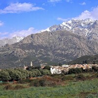 Olijfolie uit Corsica: bijzonder genoeg voor ons assortiment?