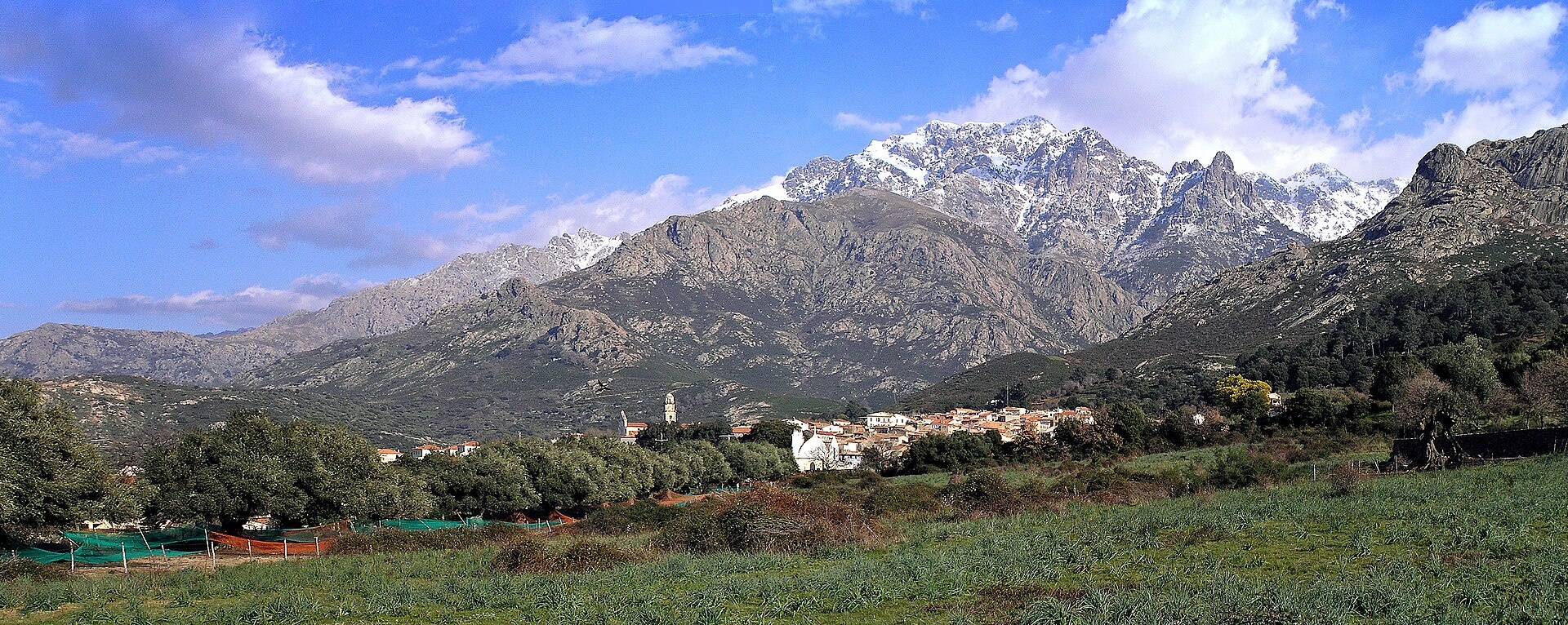 Olijfolie uit Corsica
