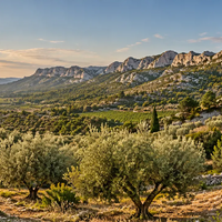  De grote vorst van 1956: hoe de Provence haar olijfgaarden opnieuw uitvond