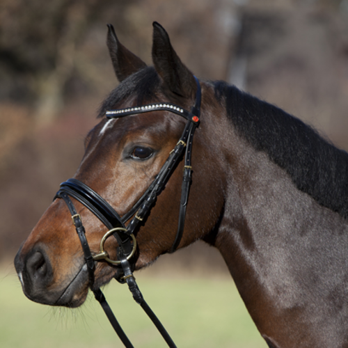 Kieffer Kieffer Bridle Comfort Paris