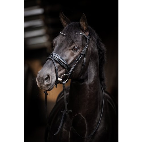 HB (handelsonderneming H. Bammens) HB Bridle Evalira