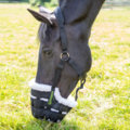 Shires Shires Deluxe Comfort Grazing Muzzle