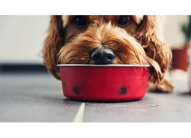 Voerbakken & drinkbakken voor de hond