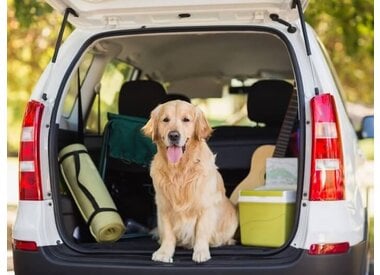 Autobenodigdheden voor honden