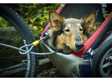 Hondenfietskar - fietsmand - buggy 