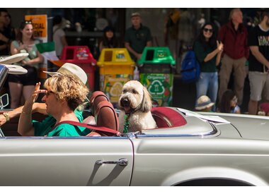 Autobenodigdheden voor honden