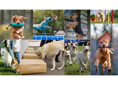 sport & actieve hondenvoeding