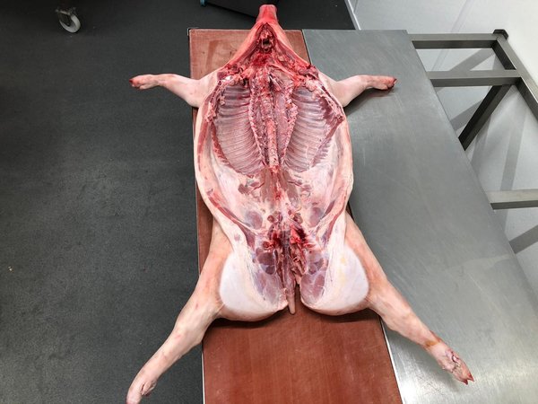 Varken voor aan het Spit of de  +/- 30 kg Varken voor aan het Spit of de  +/- 30 kg