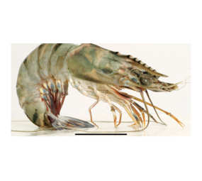 Gamba's (1kg) Gamba's (1kg)