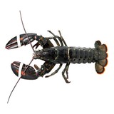 Kreeft (500 gr per stuk ) Kreeft (500 gr per stuk )