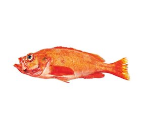 Roodbaars (650 gram) Roodbaars (650 gram)