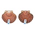Coquilles (vers) =/- 200 gram Coquilles (vers) =/- 200 gram