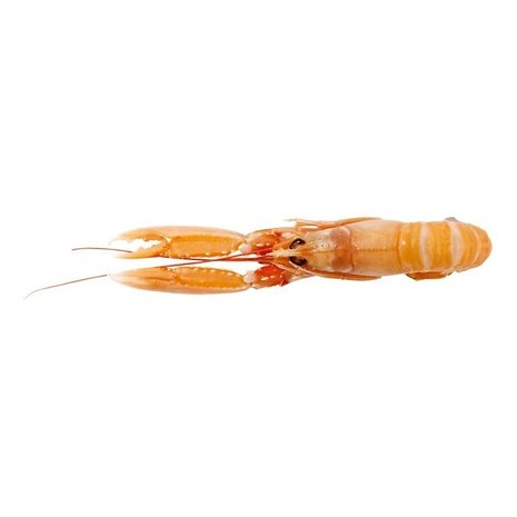 Langoustines 17/20 Langoustines 17/20