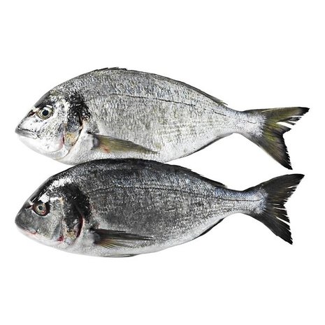 Dorade Royal gekweekt heel, ontschubd, uitgehaald Dorade Royal gekweekt heel, ontschubd, uitgehaald