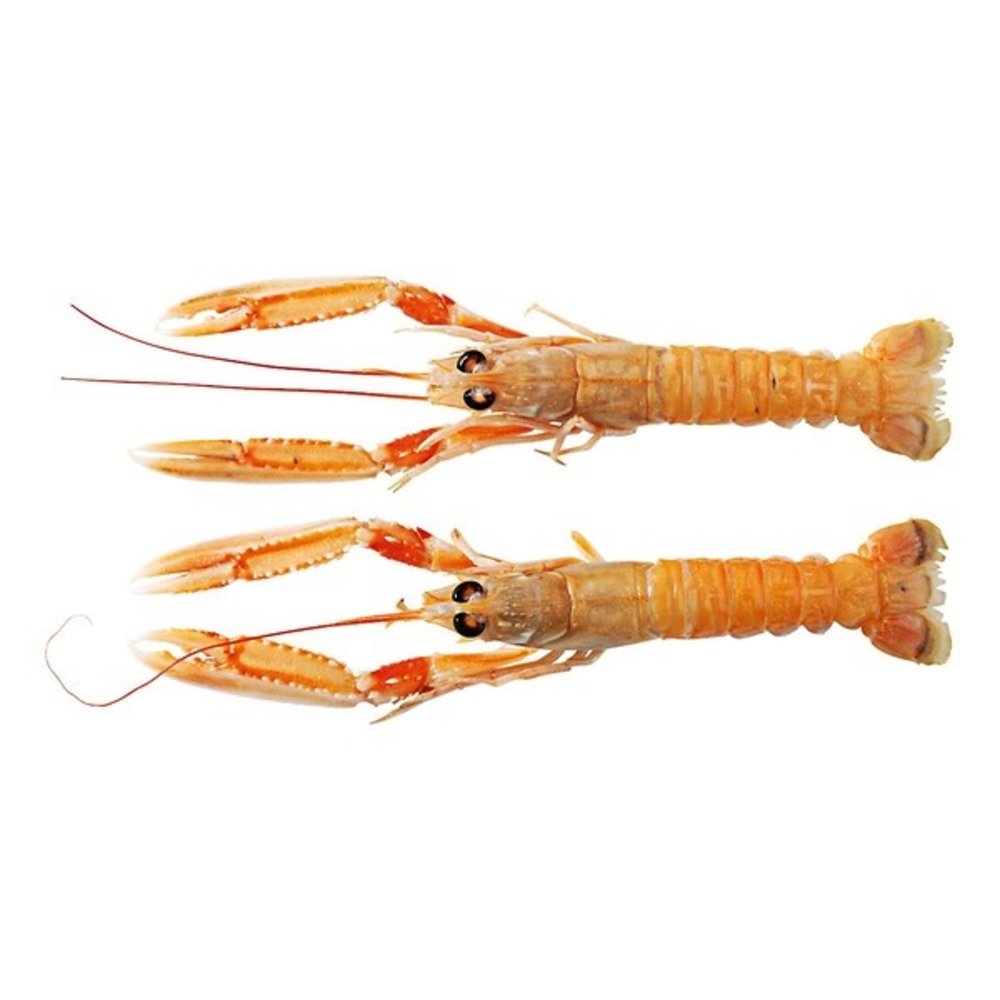 Langoustines dagvers Noorwegen 7-12 Langoustines dagvers Noorwegen 7-12