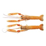 Langoustines dagvers Noorwegen 1000 gram Langoustines dagvers Noorwegen 1000 gram