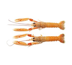Langoustines dagvers Noorwegen 1000 gram Langoustines dagvers Noorwegen 1000 gram